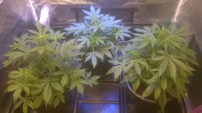 Lemon OG Haze Day -40.jpg