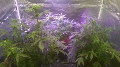 Lemon OG Haze Day -50.jpg