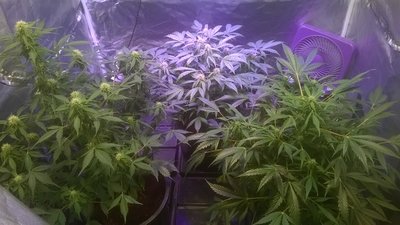 Lemon OG Haze Day -60.jpg