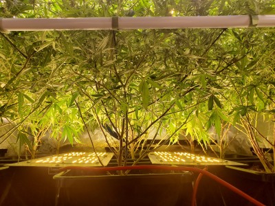 Day 28 under canopy